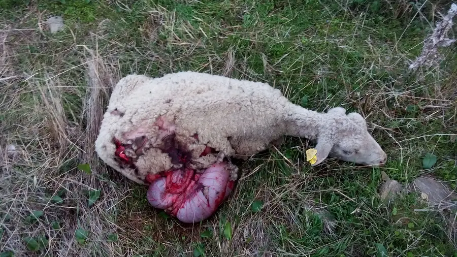 Cães vadios matam ovelhas em Abrantes Cães vadios matam ovelhas em Abrantes