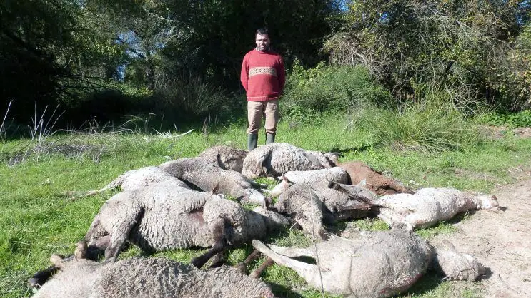 Vírus língua azul vitima dezenas de ovelhas sem vacinas em rebanhos de Abrantes Vírus língua azul vitima dezenas de ovelhas sem vacinas em rebanhos de Abrantes