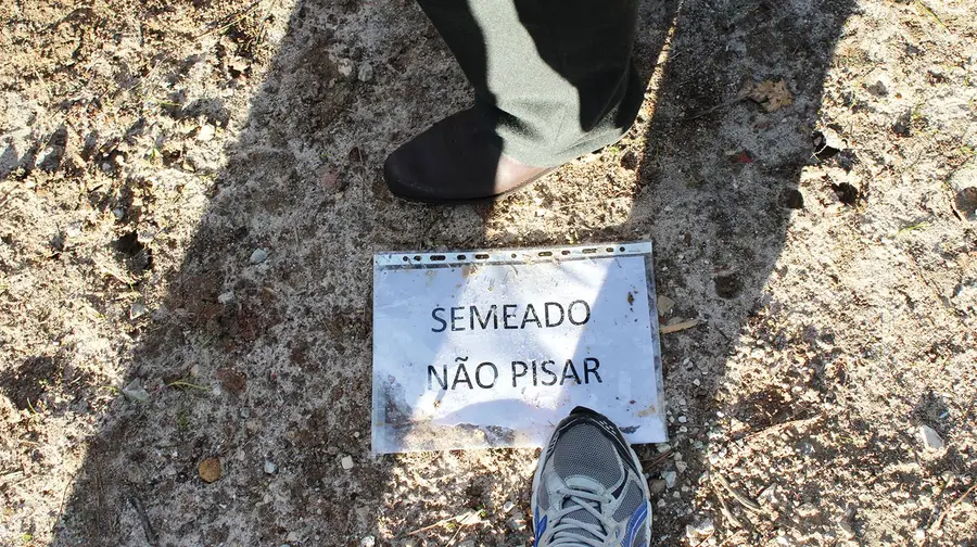 Sementeiras Sementeiras
