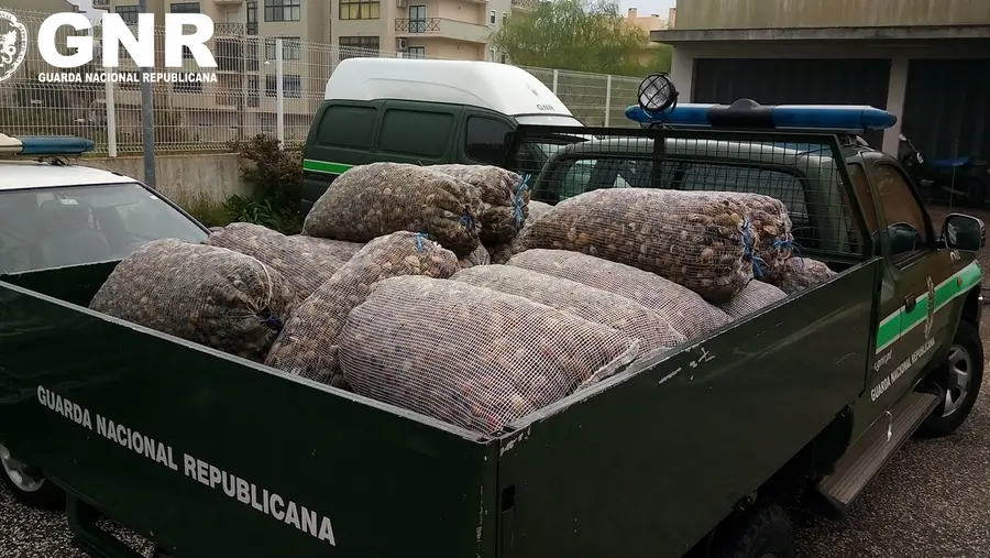 Apreendida uma tonelada de amêijoa em Vila Franca de Xira Apreendida uma tonelada de amêijoa em Vila Franca de Xira