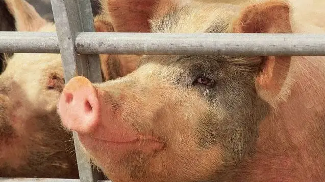 Suinicultores lançam no Cartaxo carne certificada de "qualidade superior" Suinicultores lançam no Cartaxo carne certificada de "qualidade superior"