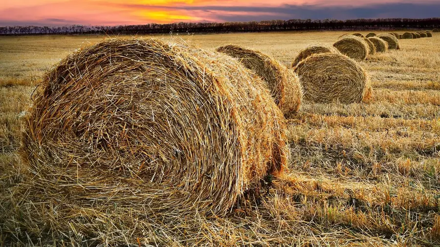 Produtores de leite dão feno a Mação Produtores de leite dão feno a Mação
