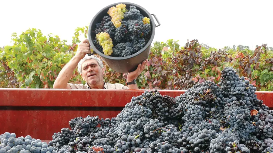 IVV prevê aumento de 10% na produção vinícola este ano IVV prevê aumento de 10% na produção vinícola este ano