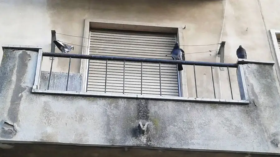 Cu cu rruuu! Cu cu rruuu!