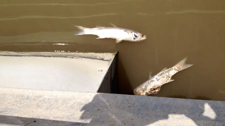 Há dois meses que aparecem peixes mortos em Alhandra Há dois meses que aparecem peixes mortos em Alhandra