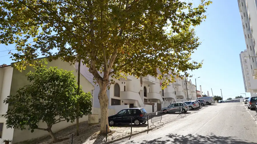 Abate de plátanos em rua de Vila Franca de Xira Abate de plátanos em rua de Vila Franca de Xira