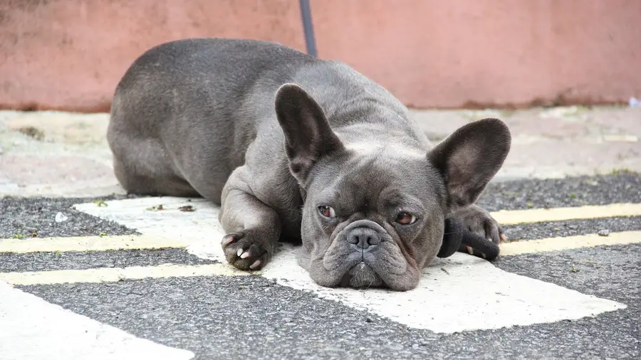 Campanha com 212 cães vacinados em Torres Novas Campanha com 212 cães vacinados em Torres Novas