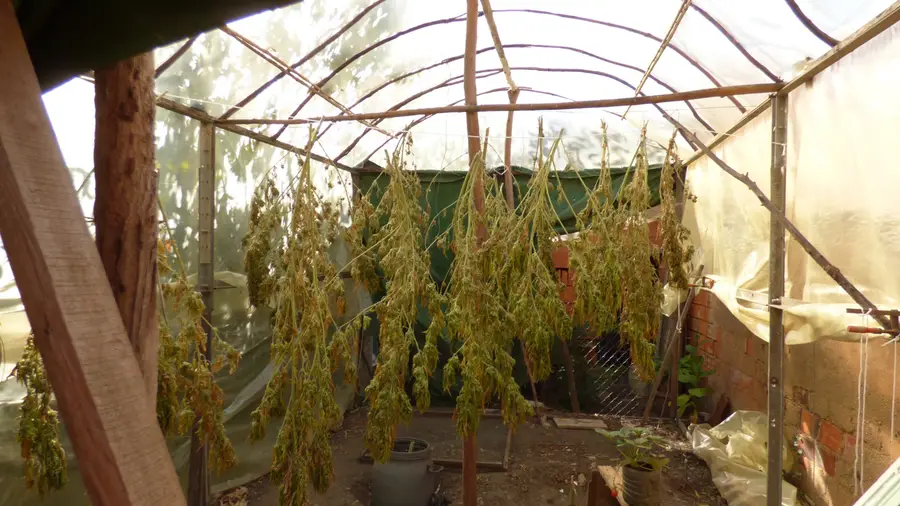 GNR de Tomar desmantela estufa de cannabis na localidade de Madalena GNR de Tomar desmantela estufa de cannabis na localidade de Madalena