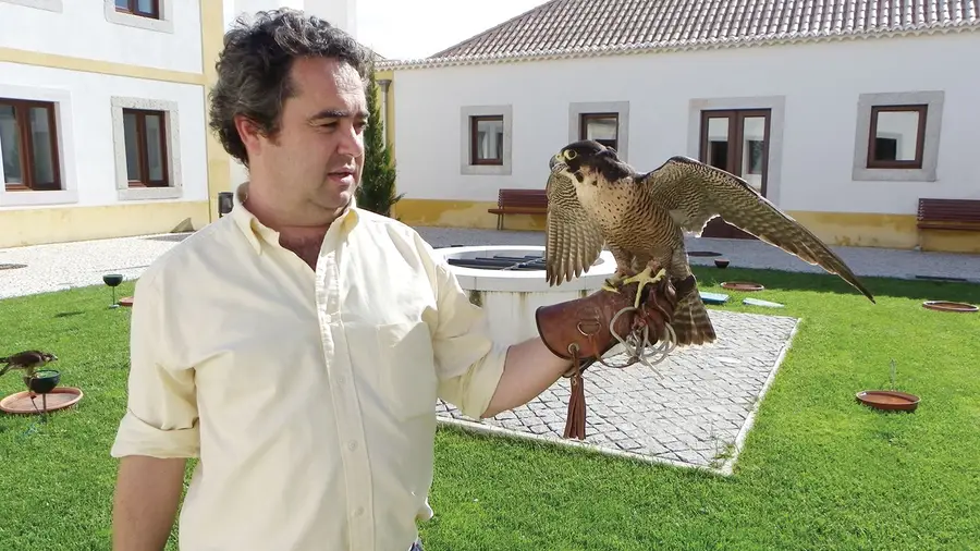 Salvaterra de Magos ganha valor com Falcoaria como Património da Humanidade Salvaterra de Magos ganha valor com Falcoaria como Património da Humanidade