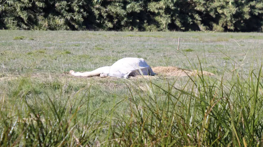 Cavalo morto há duas semanas num terreno em Santarém Cavalo morto há duas semanas num terreno em Santarém
