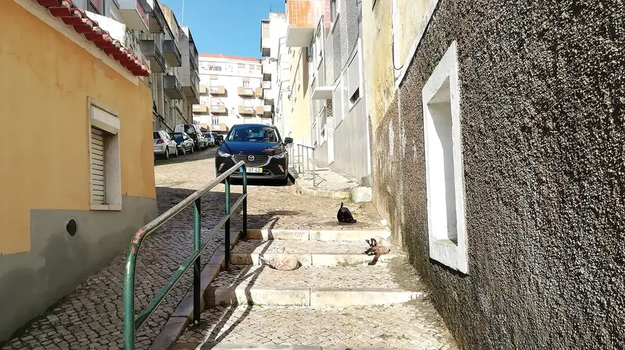 Miau solar Miau solar