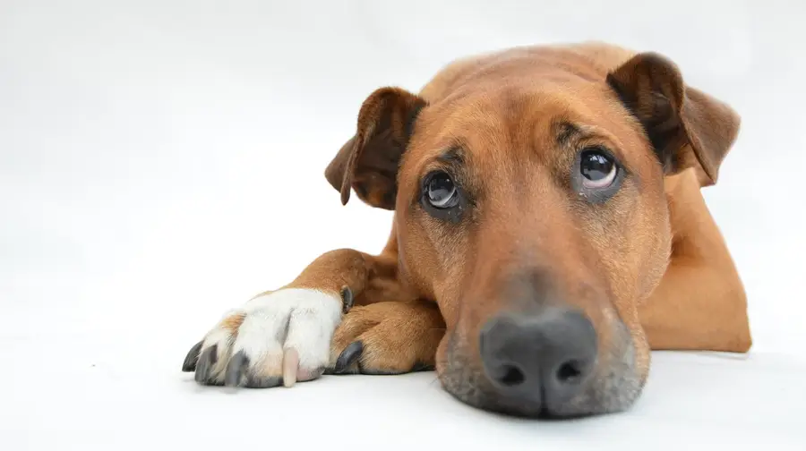 Canil de Torres Novas promove campanha para adopção de animais Canil de Torres Novas promove campanha para adopção de animais