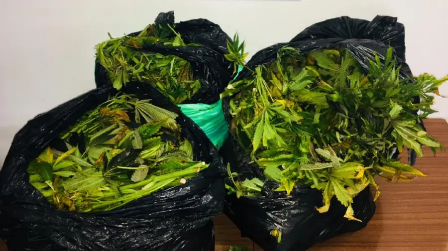 PSP encontra 18 quilos de droga em caixote do lixo PSP encontra 18 quilos de droga em caixote do lixo