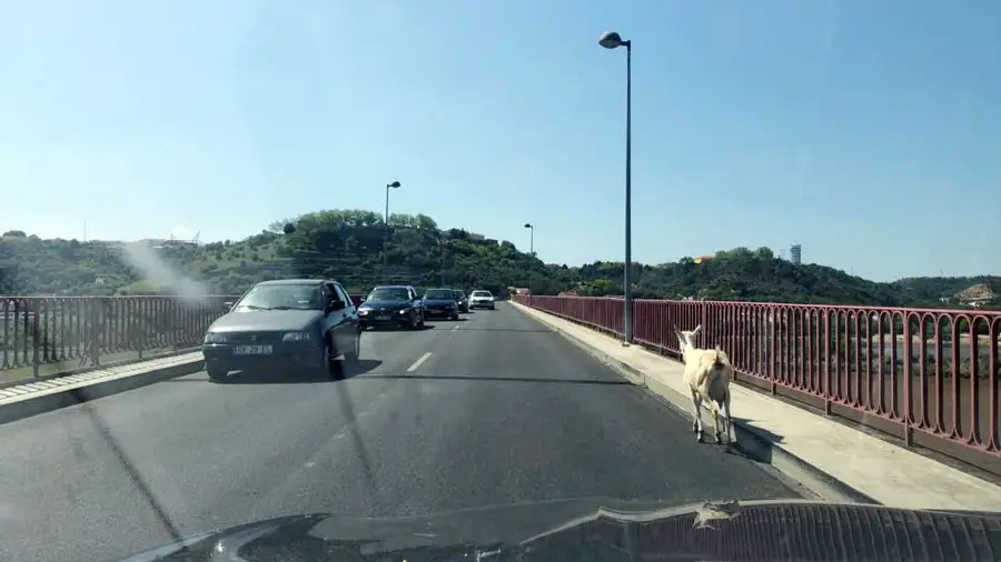 Uma cabra passeou-se na tarde de hoje pela Ponte D. Luís entre Almeirim e Santarém Uma cabra passeou-se na tarde de hoje pela Ponte D. Luís entre Almeirim e Santarém