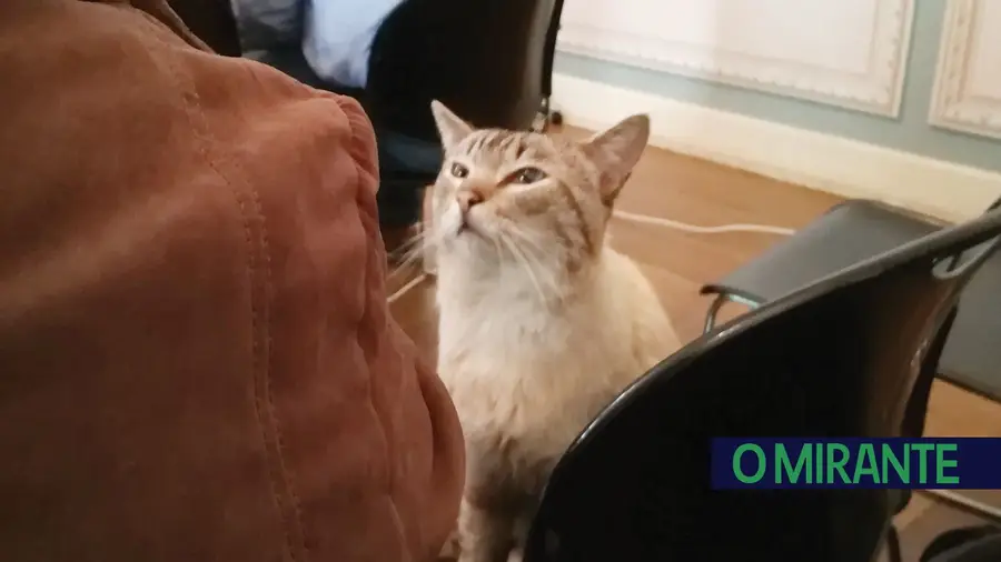Aqui há gato Aqui há gato