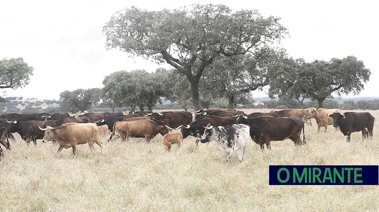 Herdade da Galeana: no Reino do Toiro