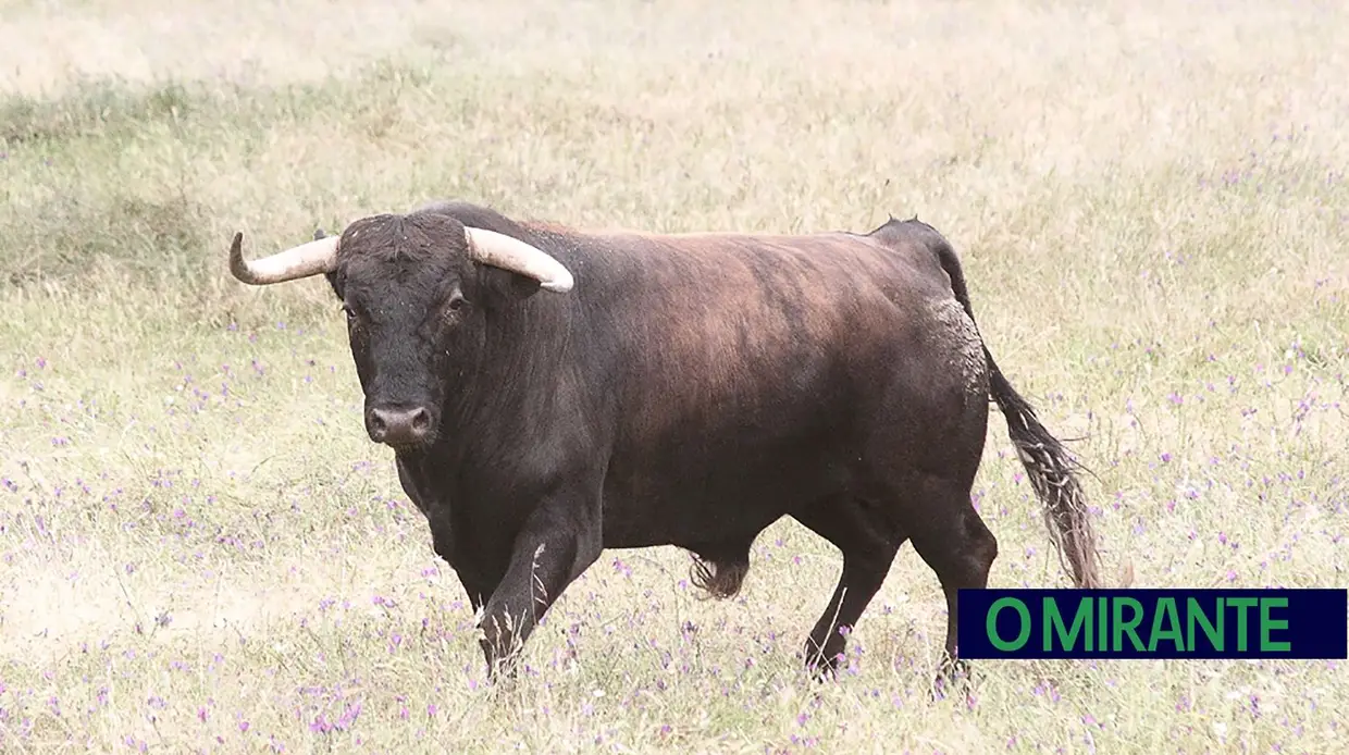 Herdade da Galeana: no Reino do Toiro
