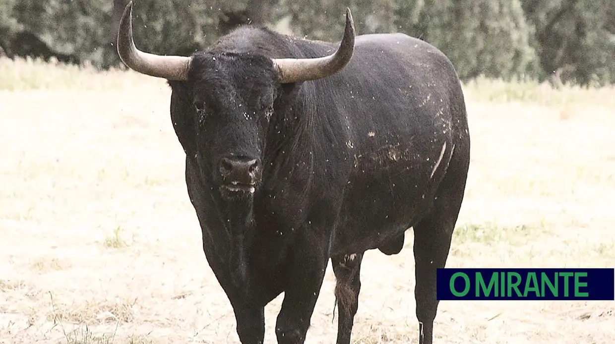 Herdade da Galeana: no Reino do Toiro