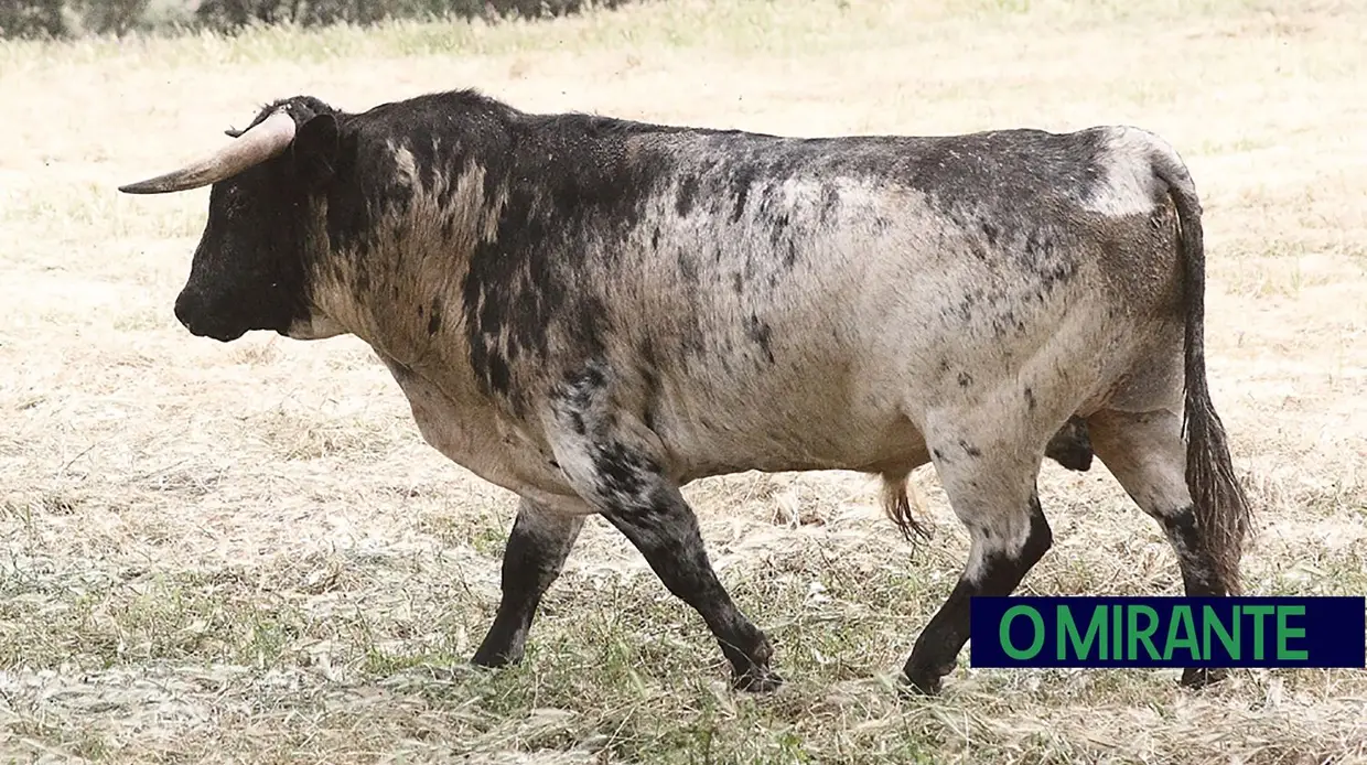 Herdade da Galeana: no Reino do Toiro