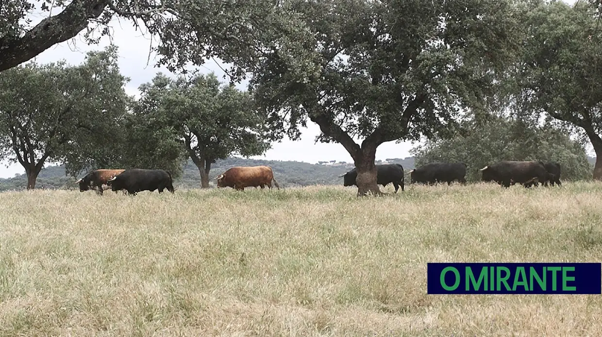 Herdade da Galeana: no Reino do Toiro