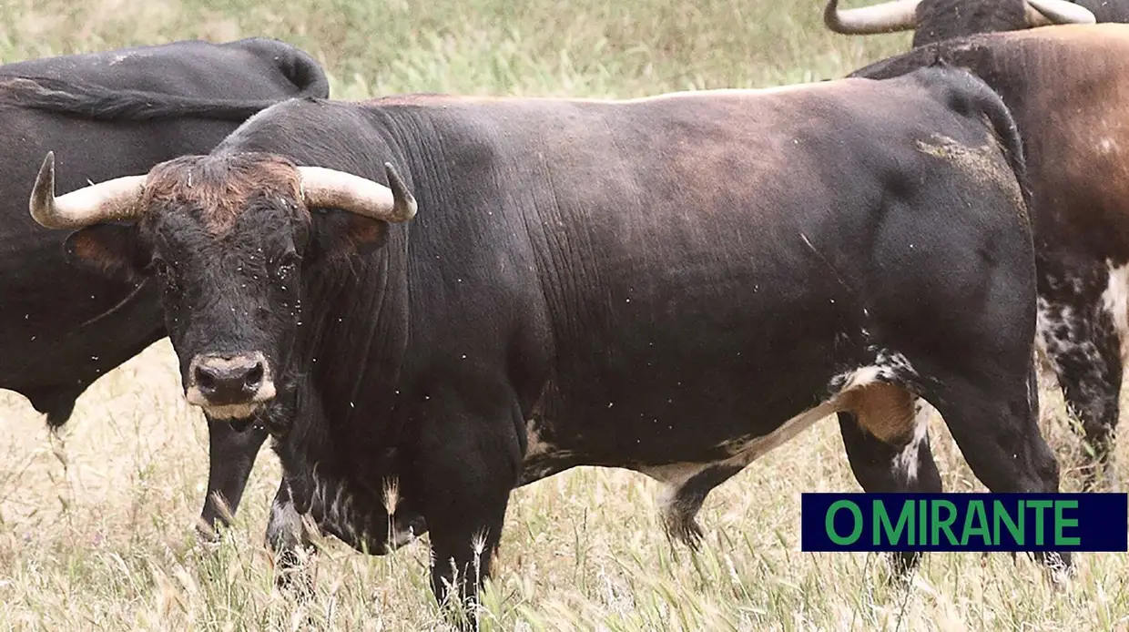 Herdade da Galeana: no Reino do Toiro