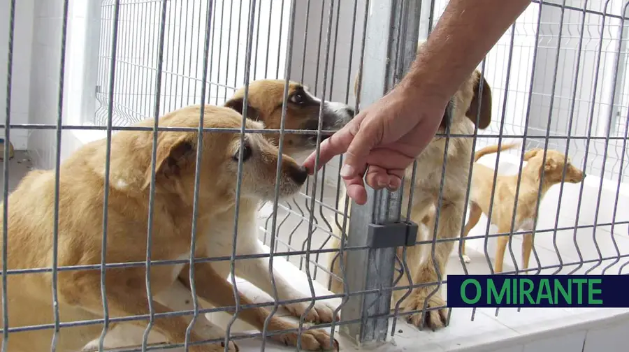 Não é fácil ser cão Não é fácil ser cão