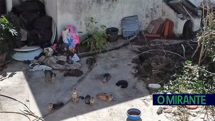 Dezenas de gatos em habitação são tormento para vizinhança Dezenas de gatos em habitação são tormento para vizinhança