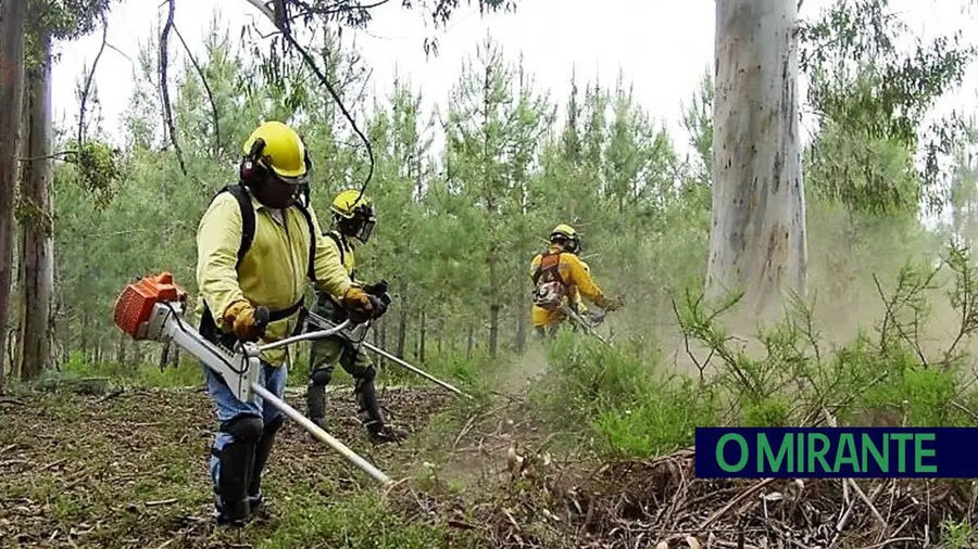 Câmara de Santarém iniciou limpeza de terrenos por causa dos fogos Câmara de Santarém iniciou limpeza de terrenos por causa dos fogos