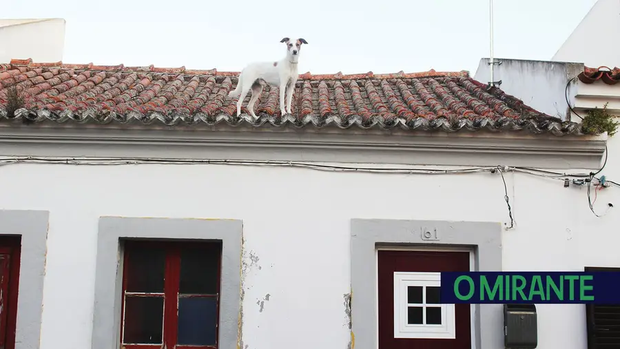 Cão...centração! Cão...centração!