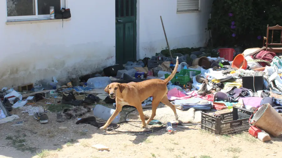 Cães à solta atormentam população de Carreiro da Areia Cães à solta atormentam população de Carreiro da Areia