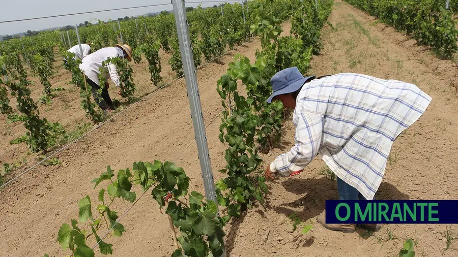 Trabalhadores agrícolas sofrem insolação na Golegã Trabalhadores agrícolas sofrem insolação na Golegã