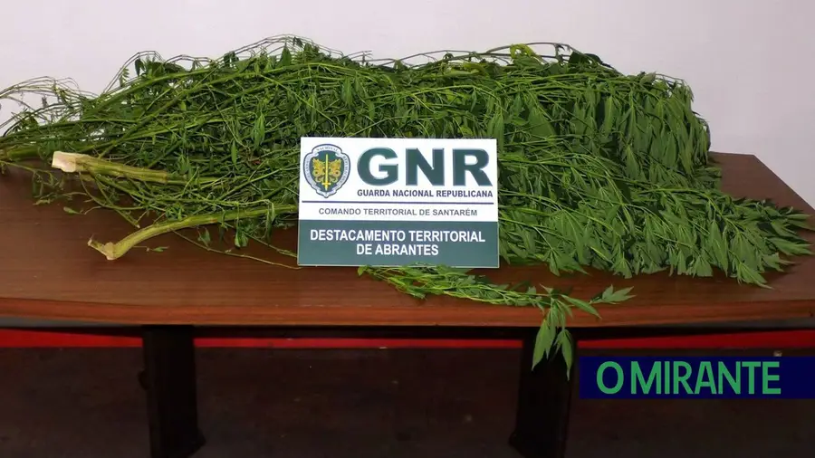 Detido em Abrantes por cultivo de estupefacientes Detido em Abrantes por cultivo de estupefacientes