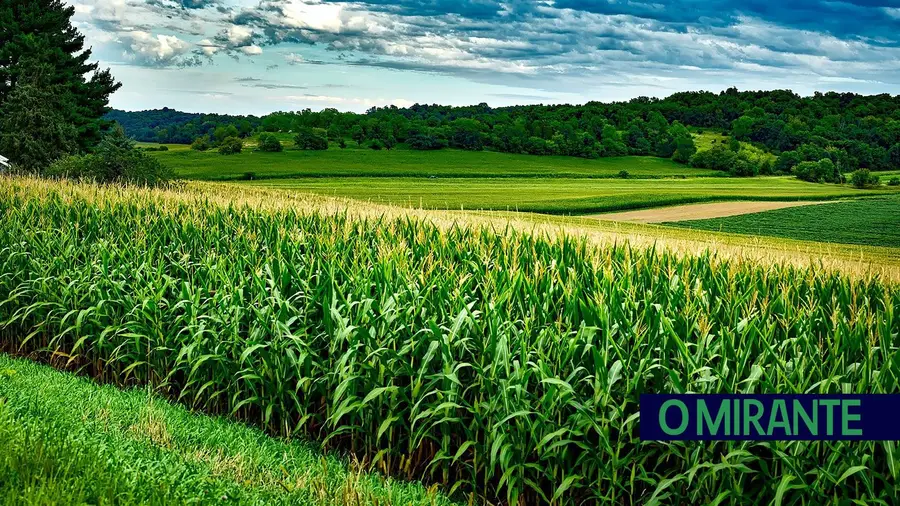 Agricultor morre em seara da Azinhaga uma hora e meia após pedido de socorro Agricultor morre em seara da Azinhaga uma hora e meia após pedido de socorro