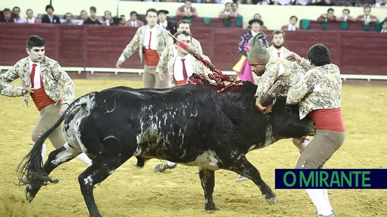 Toiros de Murteira Grave na corrida da TVI no Campo Pequeno