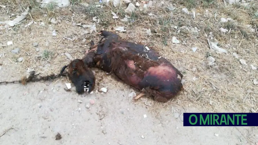 Encontrado corpo de cão queimado em Samora Correia Encontrado corpo de cão queimado em Samora Correia