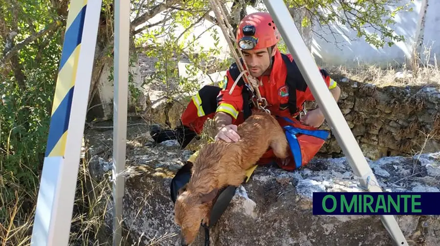 Cão de caça cai dentro de poço e sai ileso em Alcanena Cão de caça cai dentro de poço e sai ileso em Alcanena