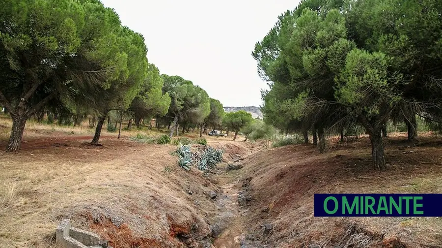 Desmatação da Mata do Paraíso em Vialonga custou 163 mil euros Desmatação da Mata do Paraíso em Vialonga custou 163 mil euros