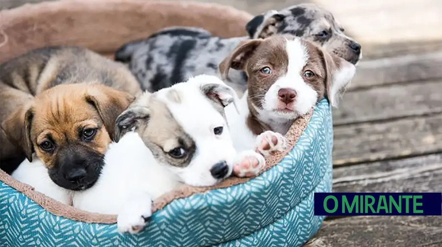 Tomar promove adopção de animais com oferta de chip e vacina Tomar promove adopção de animais com oferta de chip e vacina