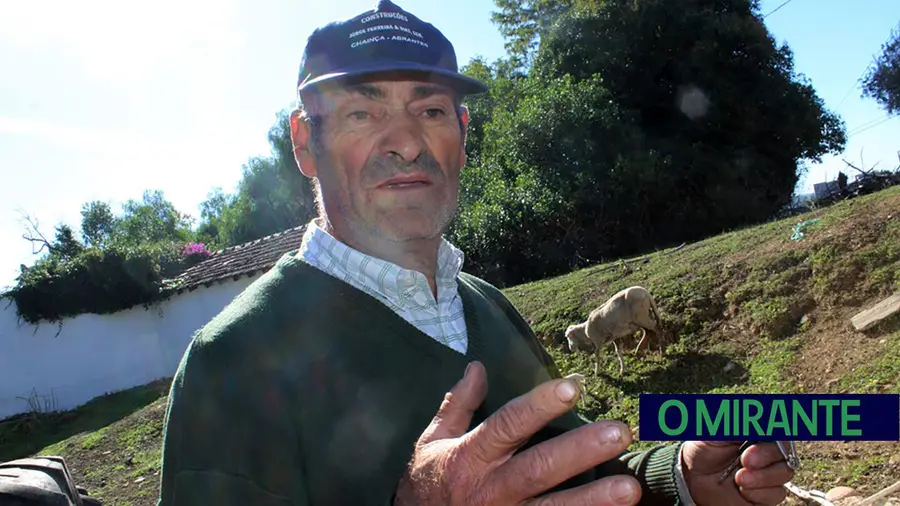 Cães voltam a atacar rebanho em Abrantes Cães voltam a atacar rebanho em Abrantes