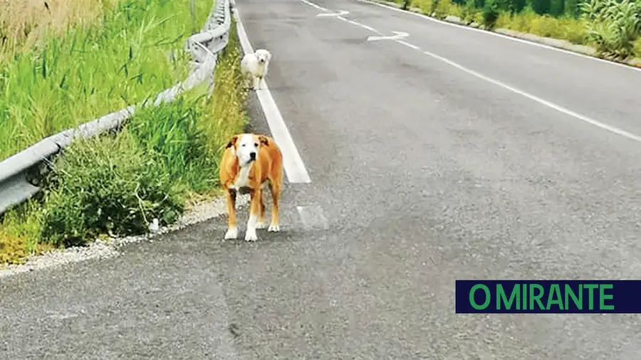 Procura-se a dupla... Orelhas e Lã Branca?? Procura-se a dupla... Orelhas e Lã Branca??