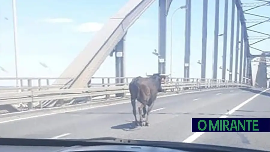 Vacada na ponte de Vila Franca. Vacada na ponte de Vila Franca.