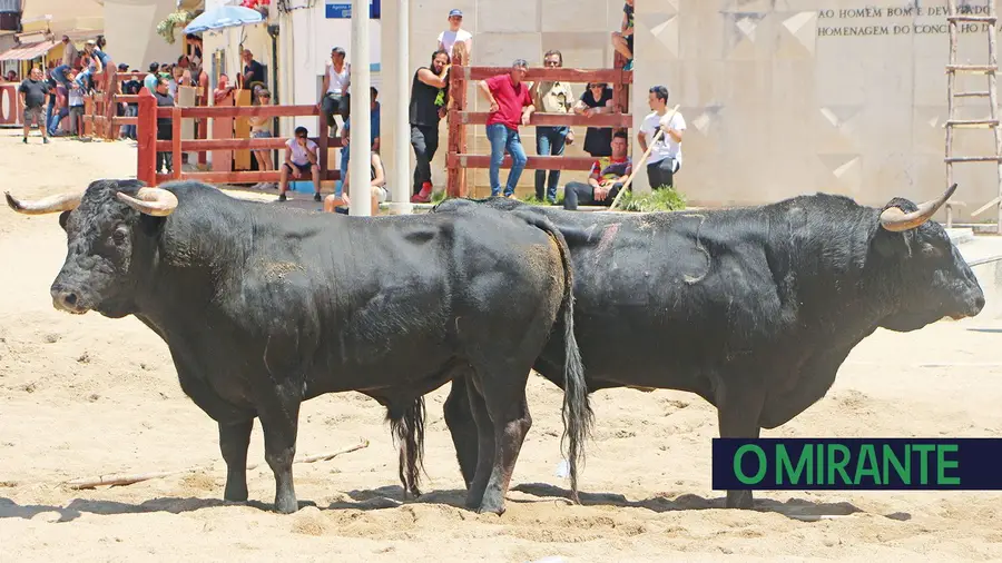 A parelha dos cornos rijos. A parelha dos cornos rijos.