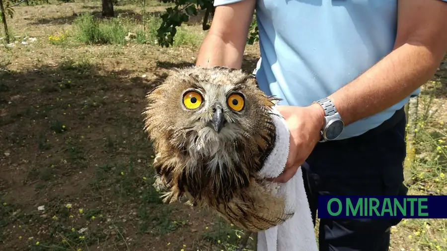 GNR resgatam bufo real na Azambuja GNR resgatam bufo real na Azambuja