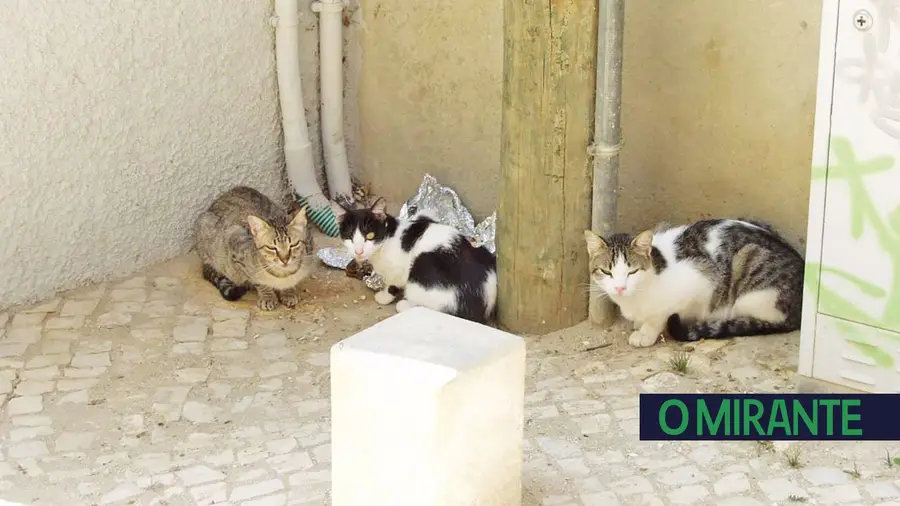 Aqui, gatinho, gatinho, gatinho.... Aqui, gatinho, gatinho, gatinho....