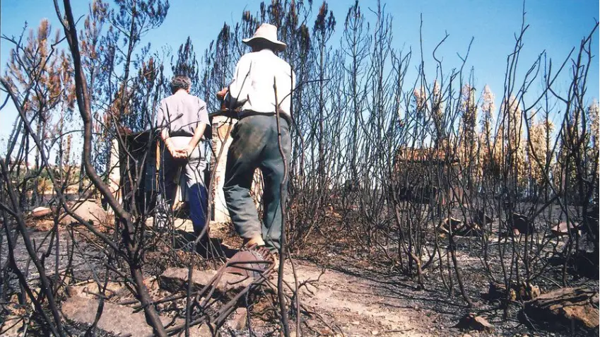 Mação integra plano do Governo para recuperação florestal Mação integra plano do Governo para recuperação florestal