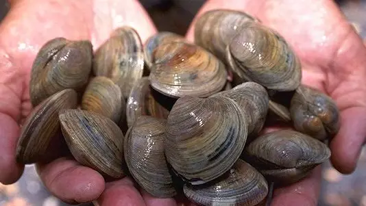 GNR apreende 540 quilos de ameijoas capturadas ilegalmente GNR apreende 540 quilos de ameijoas capturadas ilegalmente