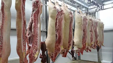Matadouro de Tomar com 34 casos confirmados de Covid Matadouro de Tomar com 34 casos confirmados de Covid