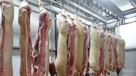 Empresa de transformação de carnes em Tomar com 40 casos positivos Empresa de transformação de carnes em Tomar com 40 casos positivos
