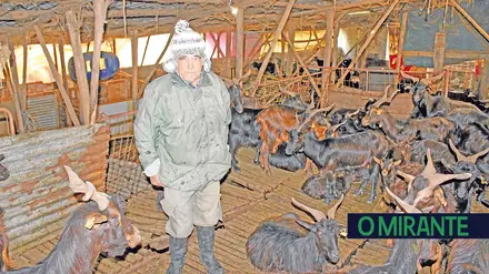 Correu mal o projecto dos rebanhos de cabras na Serra de Aire Correu mal o projecto dos rebanhos de cabras na Serra de Aire