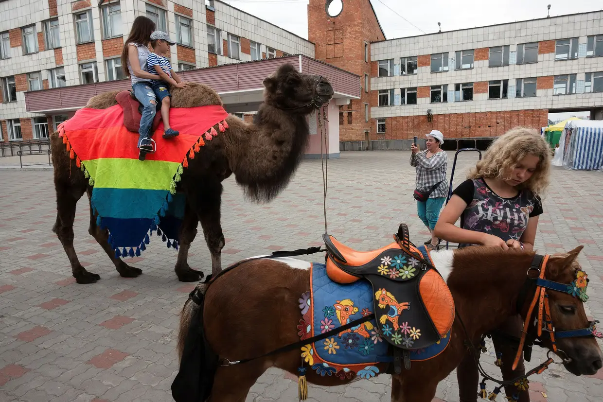 Passeio turístico de camelo em Nizhny Novgorod, numa zona onde também circulam póneis para o mesmo fim.